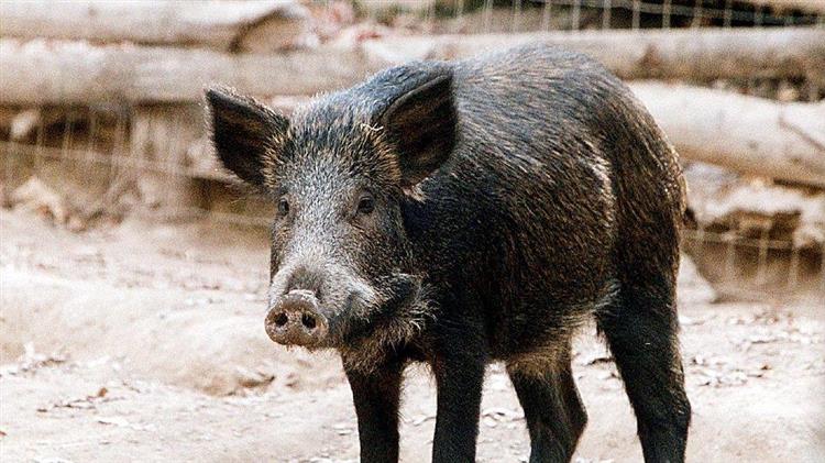 Εύβοια: «Τα αγριογούρουνα κόβουν βόλτες στις αυλές μας»