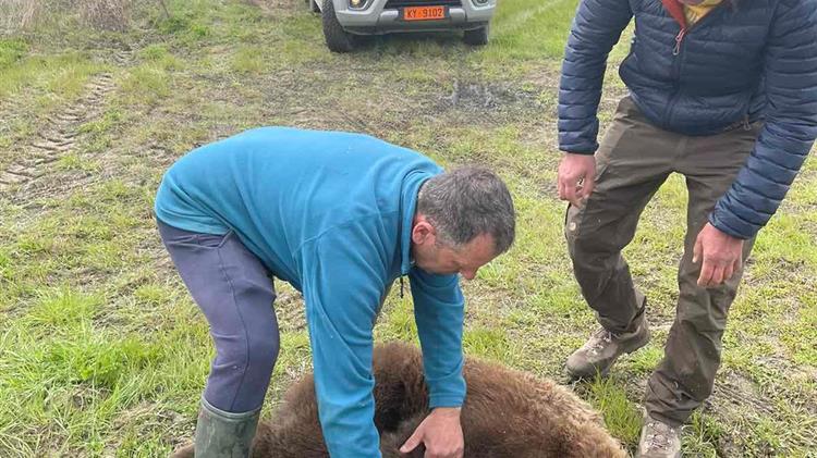 Με επιτυχία απεγκλωβίστηκε αρκούδα στην περιοχή των Πρεσπών