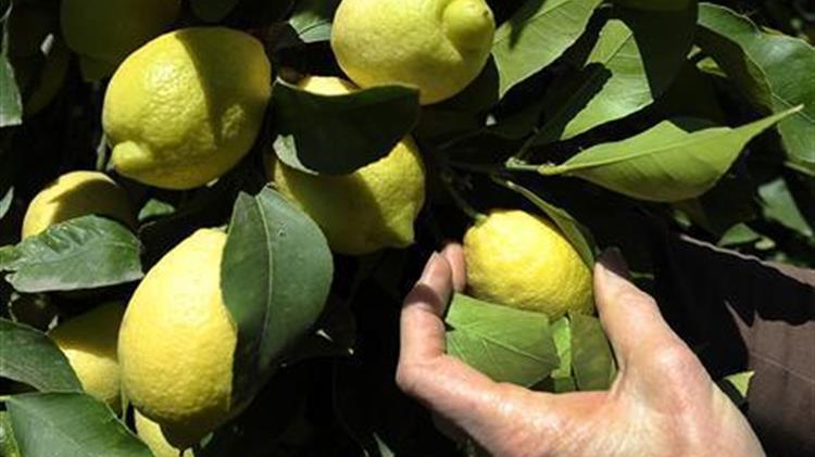 Μετά από 20 χρόνια, η ΕΕ ανοίγει ξανά την αγορά της στα βιολογικά εσπεριδοειδή της Αργεντινής