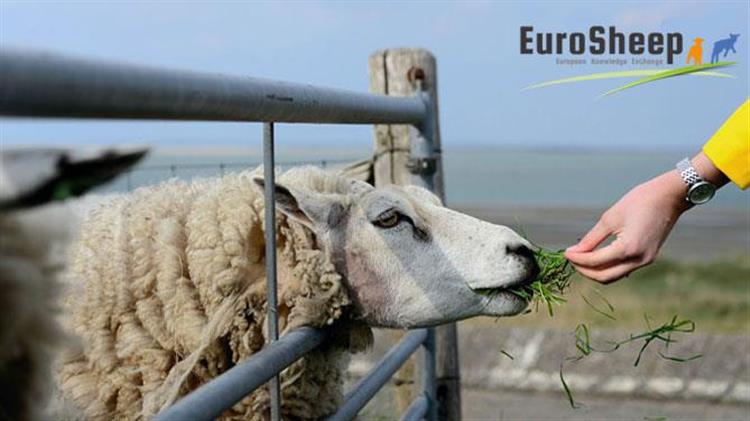 Διαδικτυακό σεμινάριο προβατοτροφία στη Νέα Ζηλανδία