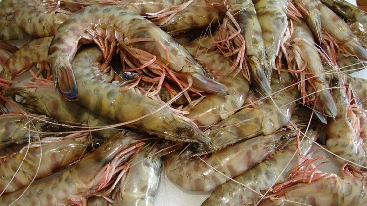 Προς πιστοποίηση για τα μοναδικά τους χαρακτηριστικά η Γαρίδα και η Σαρδέλα Αμβρακικού