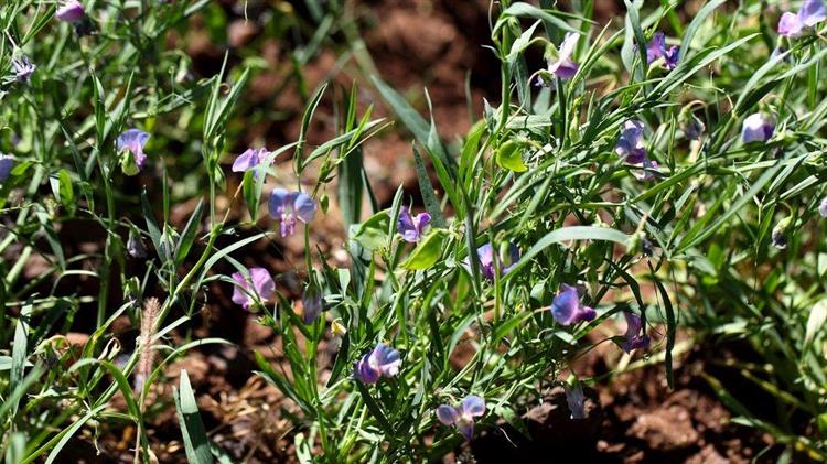 Λαθούρι: Γεωργικές προεδοποιήσεις