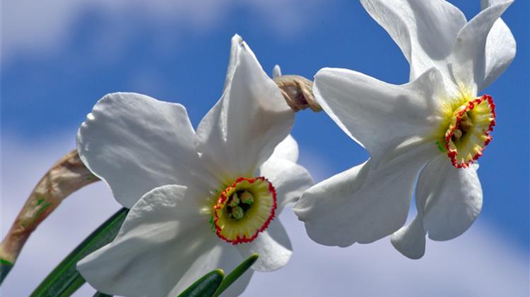 Θεσσαλονίκη: Πρωτομαγιάτικη γιορτή σ' ένα λιβάδι με νάρκισσους στις Πρέσπες