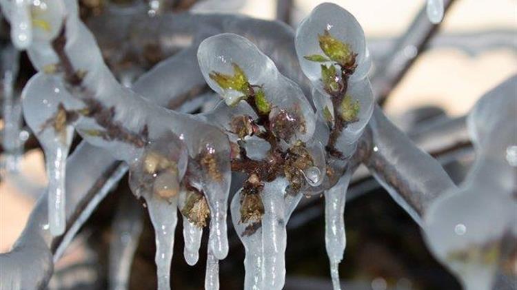 Μεγάλες καταστροφές από τον παγετό στα οπωροφόρα δέντρα του Αμυνταίου
