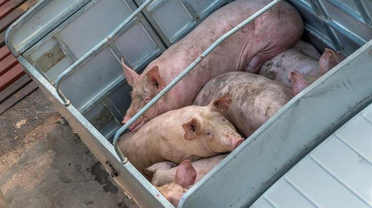 Le Monde: Το Ευρωπαϊκό Ελεγκτικό Συνέδριο επιθυμεί η καλή μεταχείριση των ζώων να αντικατοπτρίζεται στις τιμές του κρέατος