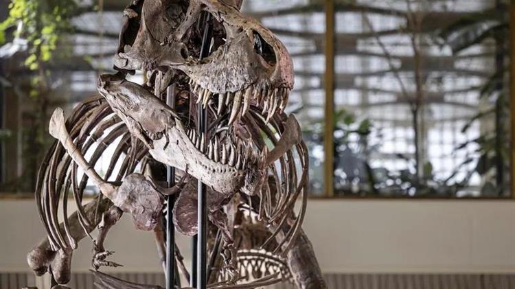Ελβετία: 5,6 εκατ. ευρώ για σκελετό Τυραννόσαυρου Ρεξ σε δημοπρασία