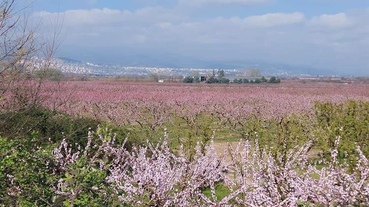 Βέροια: Βόλτα στις ανθισμένες ροδακινιές με ταξί- Πώς ένα απρόσμενο αίτημα έγινε αφορμή για μια νέα σύμπραξη