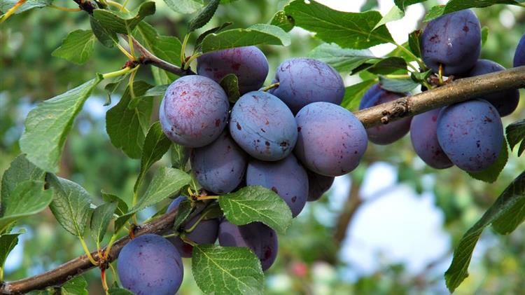 Καρπόκαψα δαμασκηνιάς