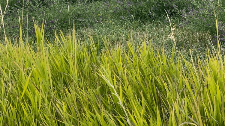 SolACE: Το Ευρωπαϊκό έργο για νέους γονότυπους καλλιεργειών προκειμένου να αντιμετωπισθούν οι επιπτώσεις της κλιματικής αλλαγής