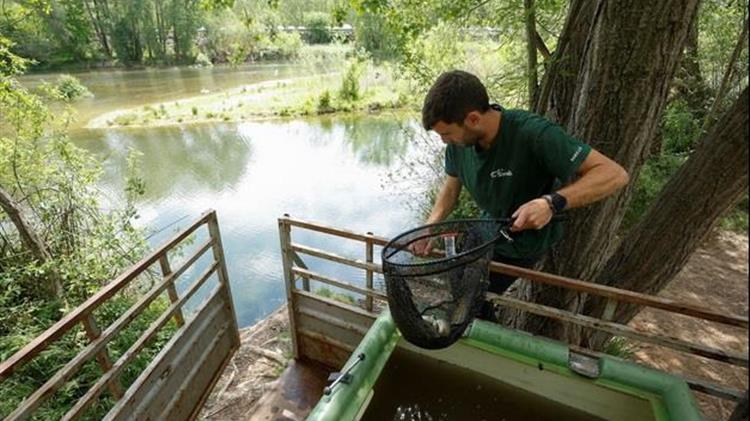 Ισπανία: Επιχείρηση για τη διάσωση ψαριών από έναν ποταμό που στερεύει λόγω της παρατεταμένης ξηρασίας