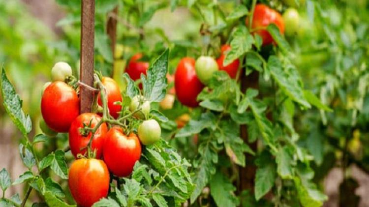 Γεωργικές προειδοποιήσεις για τις τομάτες θερμοκηπίου
