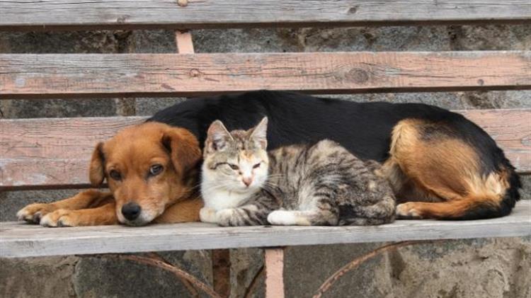 Κτηνίατροι σε απεργία για τον αντιεπιστημονικό νόμο για τα ζώα συντροφιάς