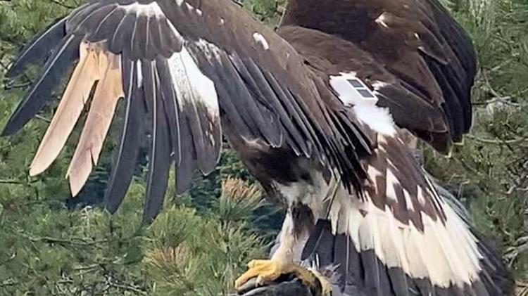 Απελευθέρωση στο φυσικό περιβάλλον Χρυσαετού