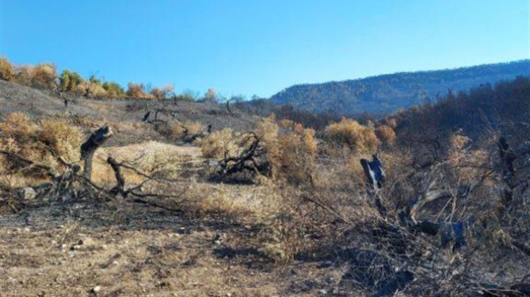Προκαταβολές ύψους 2.056.000 ευρώ για τους ελαιοκαλλιεργητές που επλήγησαν από την πυρκαγιά  της 23ης Ιουλίου 2022