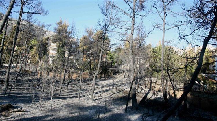 Πρότυπη αποκατάσταση - αναδάσωση των καμένων δασικών εκτάσεων του 2022 στην Πεντέλη