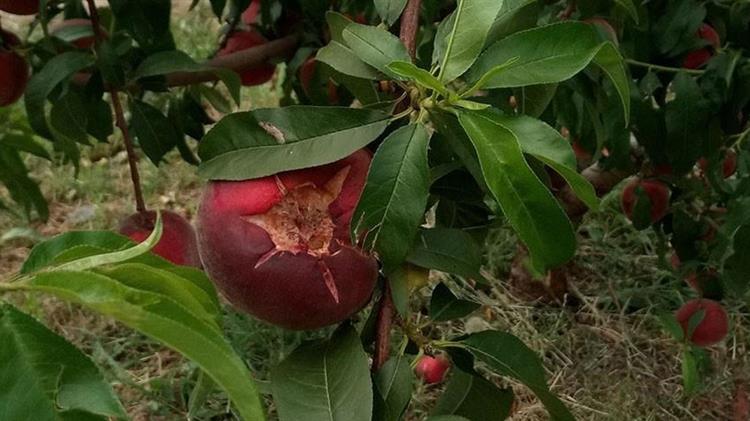 Αγρότες στη Βέροια περιμένουν ατελείωτες ώρες σε ουρές για δηλώσεις ΕΛΓΑ