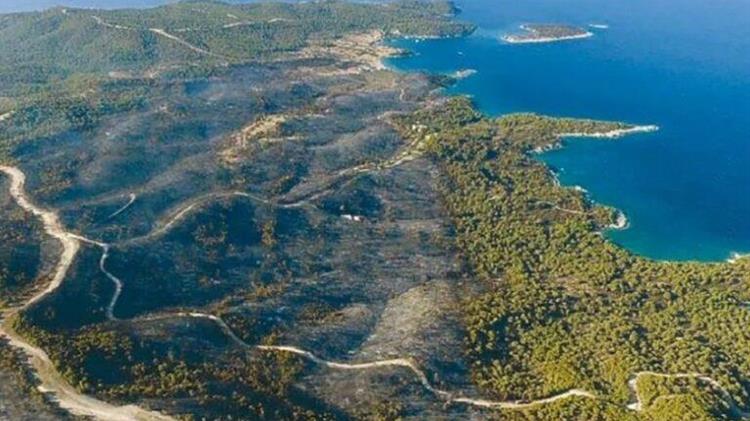 Πωλητήριο σε καμένο δάσος στην Αργολίδα – Πωλείται έναντι 100 εκατ. ευρώ