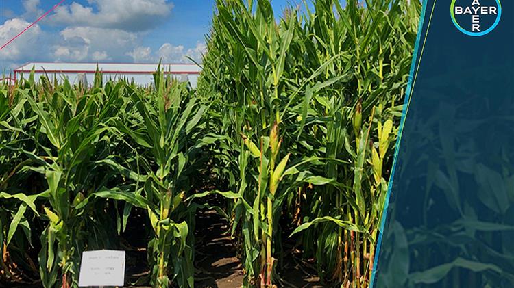 Bayer: Την επόμενη σεζόν η κυκλοφορία του καλαμποκιού μικρού αναστήματος