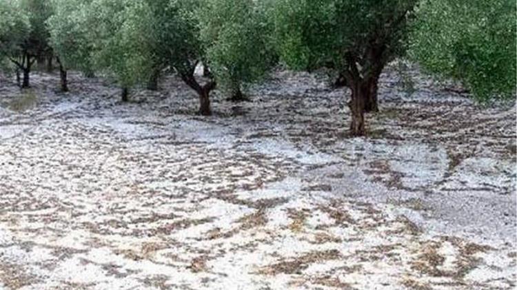 Αποζημίωση για τις ζημιές ζητούν οι ελαιοπαραγωγοί του Πτελεού