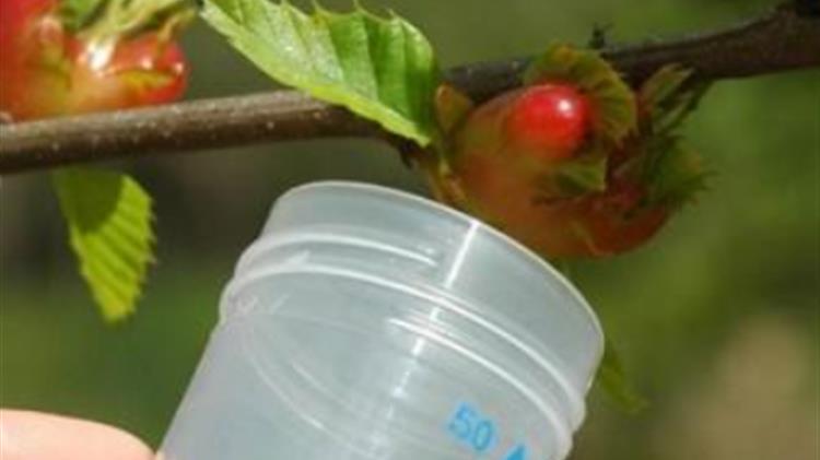 Η συμβολή της Anthesis στην αντιμετώπιση της Σφήκας της Καστανιάς με τη χρήση του παρασιτοειδούς εντόμου Torymus sinensis