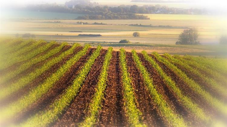 Λάρισα-Δομοκός: Προβλήματα σε σιτάρι και καλαμπόκι από τις συνεχείς  βροχοπτώσεις