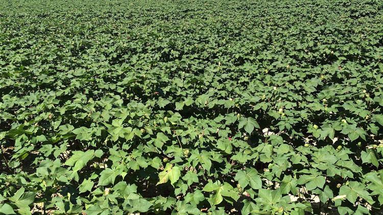 Γεωργικές προειδοποιήσεις για την βαμβακοκαλλιέργεια