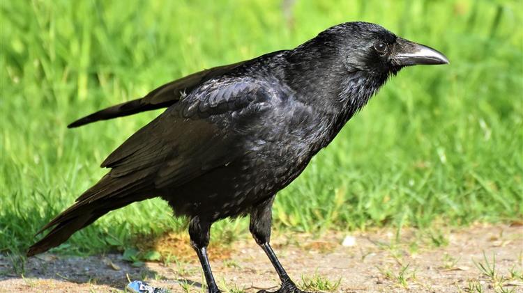 Βουδαπέστη:  Ανεξέλεγκτα κοράκια επιτίθενται σε ανθρώπους