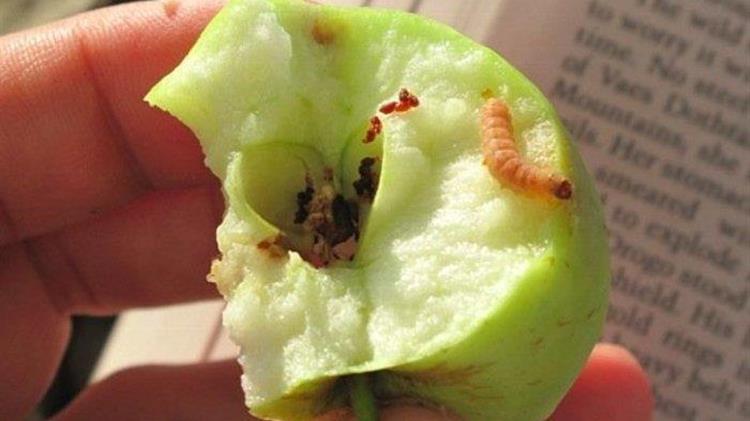 Καρπόκαψα μηλιάς