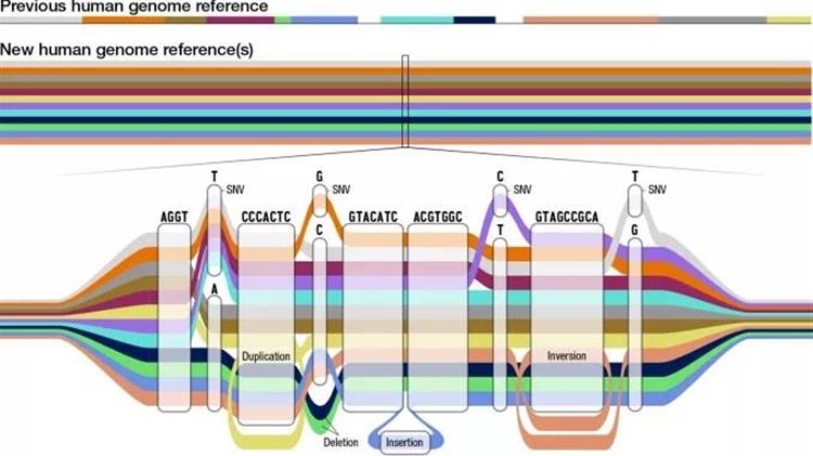 Την πληρέστερη κατανόηση της γονιδιωματικής πολυμορφίας επιχειρούν επιστήμονες