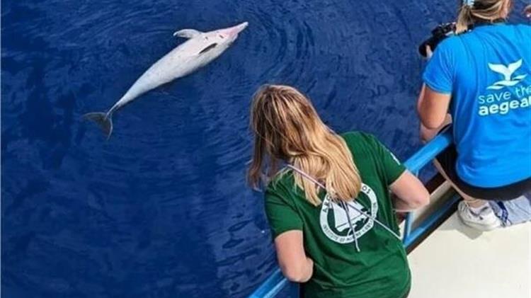 Ινστιτούτο "Αρχιπέλαγος": Οι θανατώσεις ζωνοδέλφινων στο ΒΑ Αιγαίο συνεχίζονται