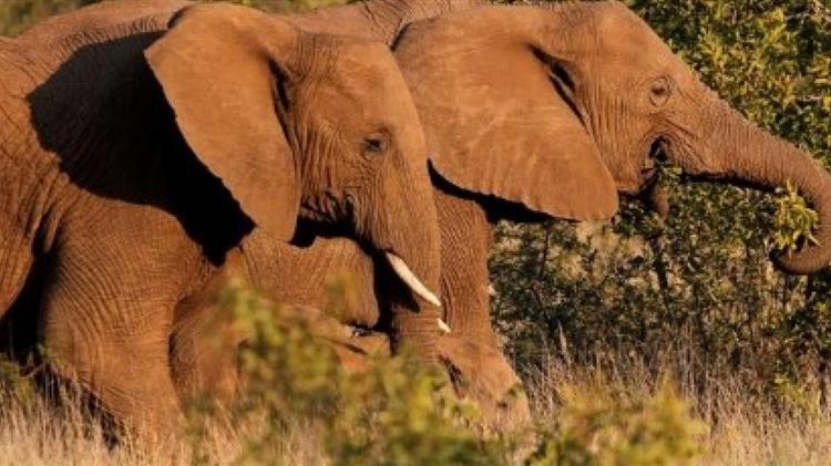 Καμερούν: Διψασμένοι ελέφαντες εισέβαλαν σε μια πόλη, αφού σκότωσαν δύο ανθρώπους σε γειτονικά χωριά