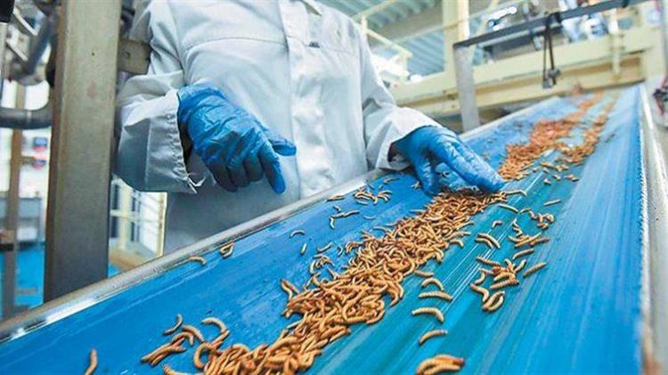 ΑΚΚΕΛ: Ακαδημαϊκοί «επιστήμονες» σχεδιάζουν εκτροφή εντόμων και σκουληκιών στον Έβρο για τροφή ζώων και ανθρώπων