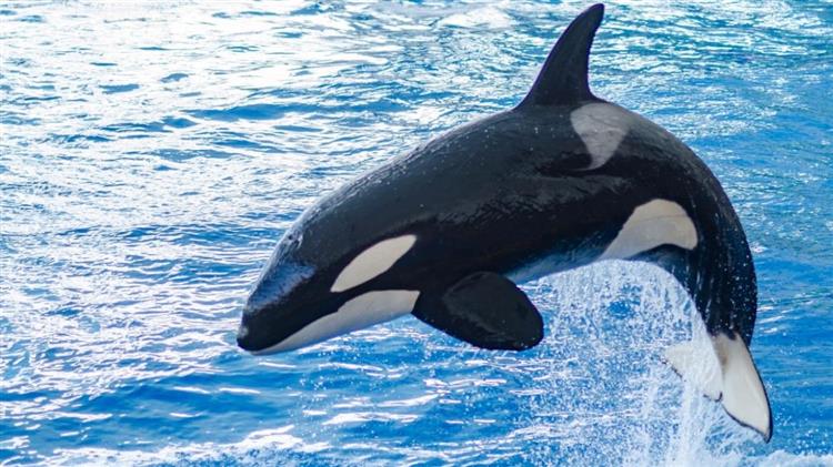 Ισπανία: Επίθεση από όρκες δέχθηκε ιστιοφόρο