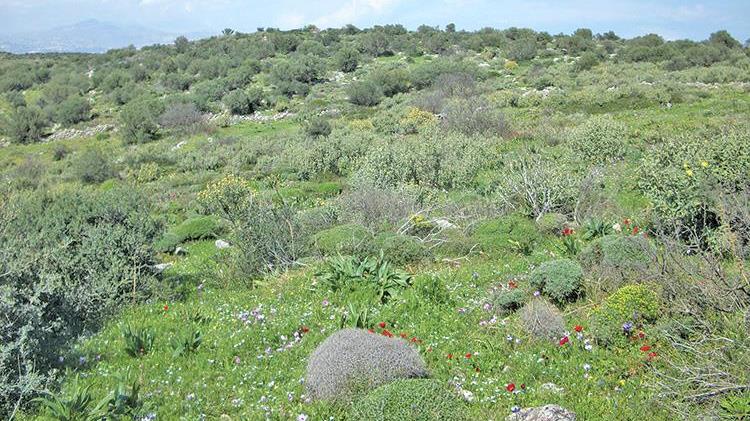 Απόφαση ΣτΕ: Μη δασικές οι φρυγανώδεις εκτάσεις (Ε΄ 725/2023)