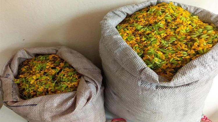 Καστοριά: Συνελήφθη 61χρονος που μάζεψε 14,5 κιλά αρωματικού – θεραπευτικού φυτού στον Γράμμο