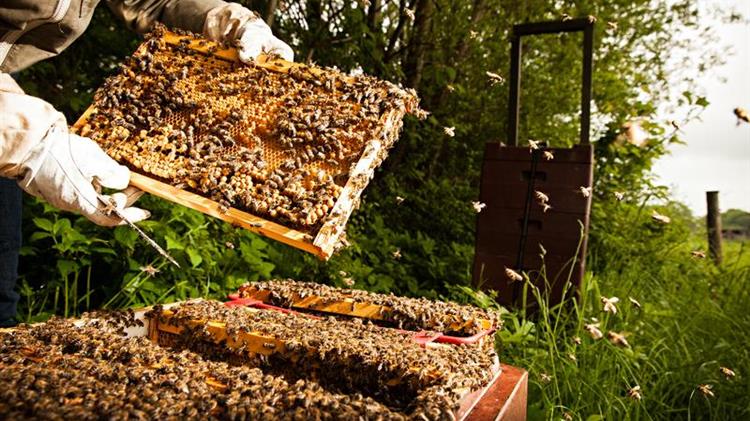 Έρχονται πληρωμές ύψους 10,82 εκατ. ευρώ στη μελισσοκομία