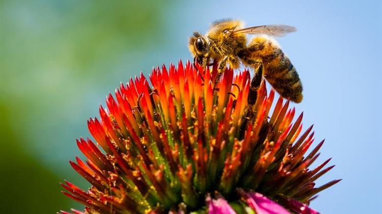 Έναρξη των Δωρεάν Εκπαιδεύσεων Μελισσοκόμων