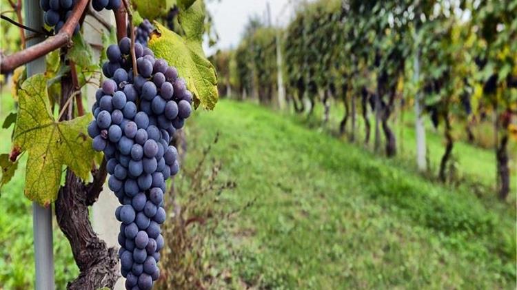 Παράταση έως τις 28 Μαΐου για τα αιτήματα αναδιάρθρωσης αμπελώνων