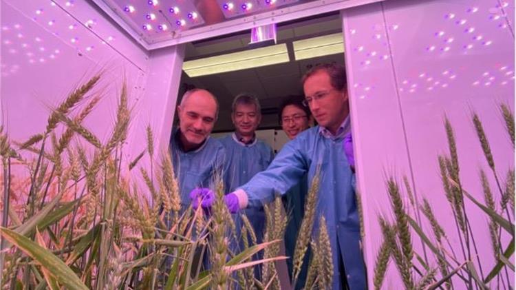 Uncovering new mechanisms for wheat rust resistance