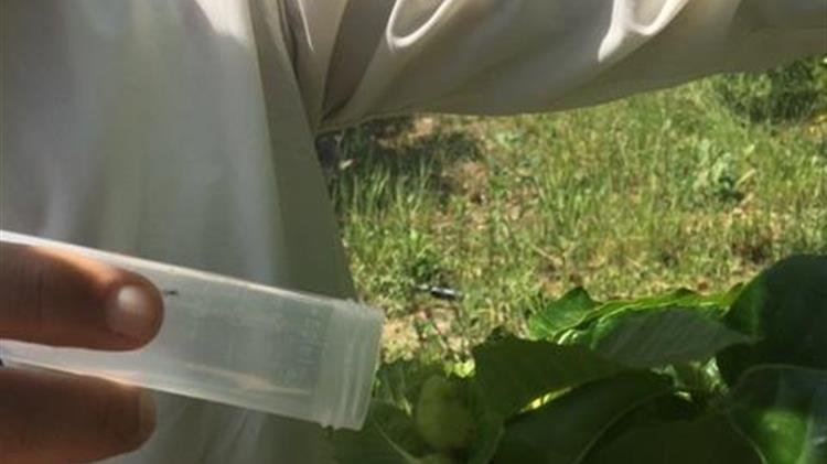 Προστασία της καστανοκαλλιέργειας από τη σφήκα της καστανιάς