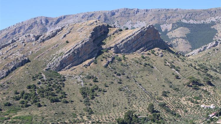 Ελιά: Βασικές οδηγίες για την προστασία της καλλιέργειας