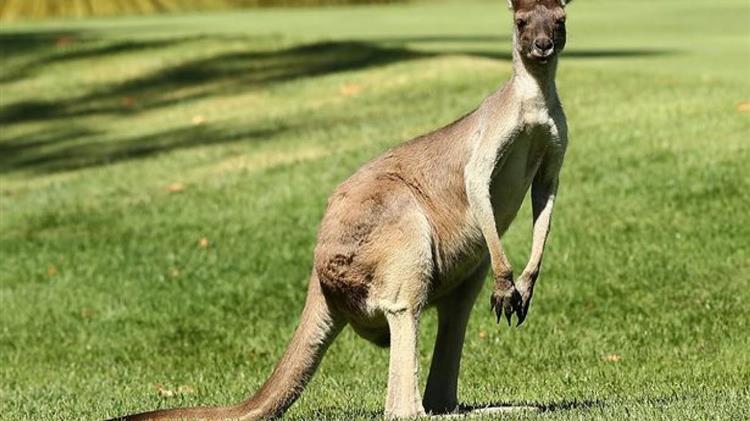 Αυστραλία: Η θανάτωση των καγκουρό, ένας τρόπος να γλιτώσουν την πείνα