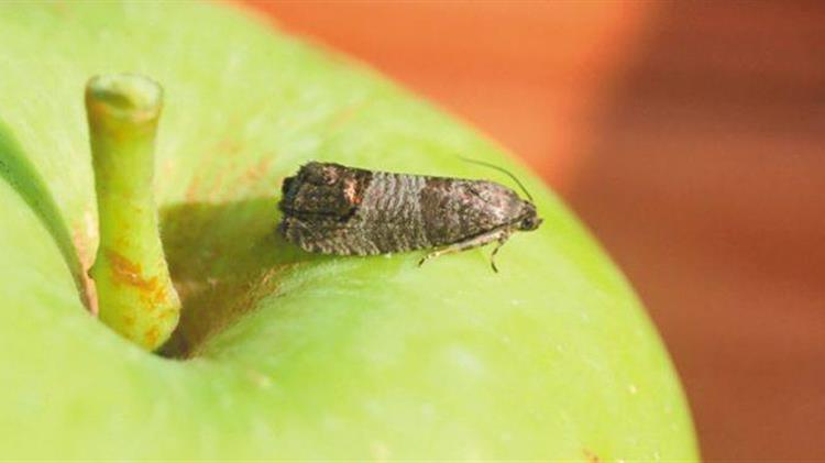 Καρπόκαψα μηλιάς