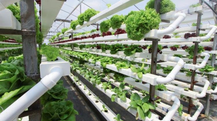 Είναι η κάθετη καλλιέργεια το μέλλον της γεωργίας; Την απάντηση δίνουν μαθητές από τις Σέρρες