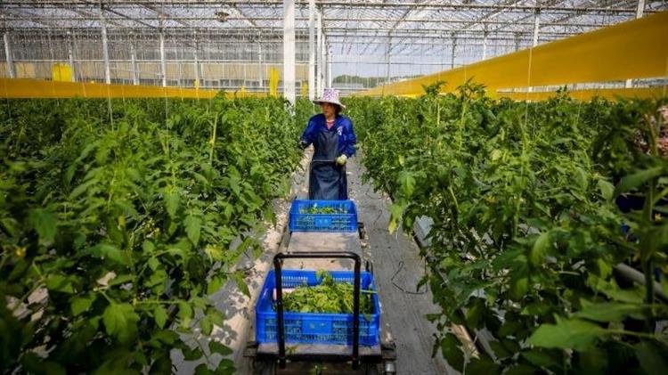 "Βαρίδια" για τον δείκτη αγροτικών προϊόντων δολάριο και Κίνα