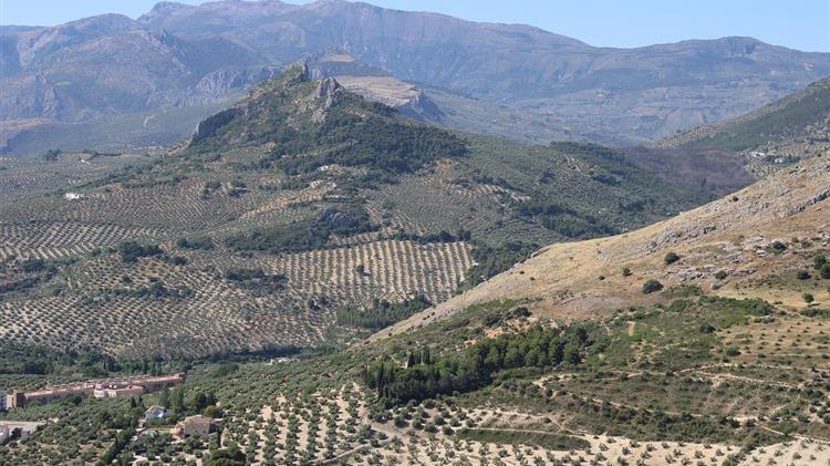 Υποχρεωτική καταχώρηση ελαιοτεμαχίων στο Ελαιοκομικό Μητρώο