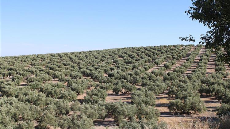 ΟΠΕΚΕΠΕ: Ολοκληρώθηκε η 1η εκκαθάριση πληρωμών για τις Δράσεις 10.1.01, 10.1.02 & 10.1.04