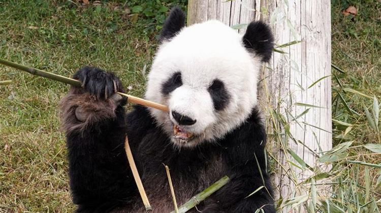 Κίνα: Μεγαλύτερος αριθμός ζώων κινδυνεύουν να εξαφανιστούν στη χώρα σε σχέση με οπουδήποτε αλλού στον κόσμο