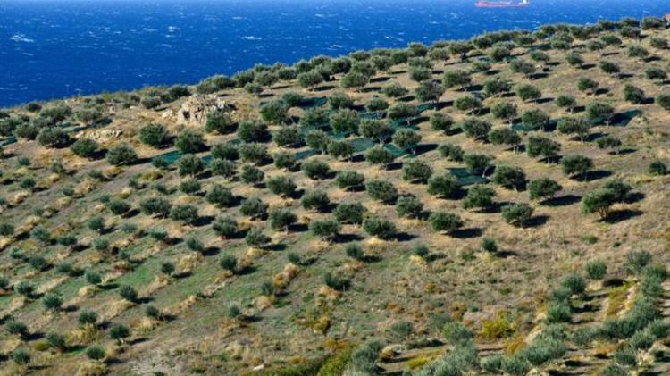 Στο Yale «ταξίδεψαν» οι αειφόρες πρακτικές που εφαρμόζονται σε ελαιώνες στο Σίγρι Λέσβου