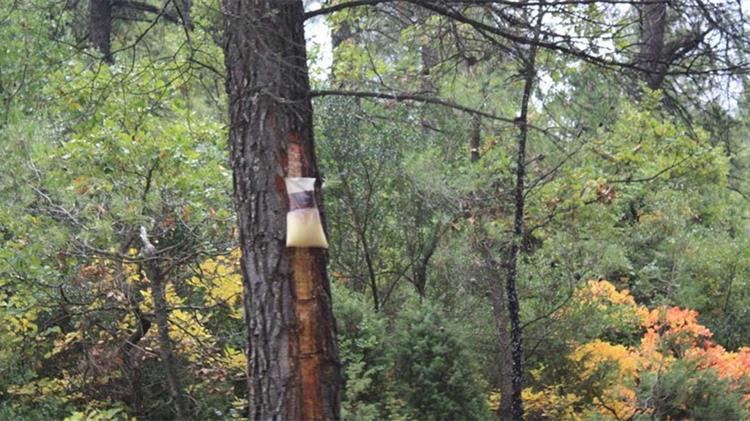 Κινητοποιήσεις από ρετσινάδες και δασεργάτες στο Προκόπι Ευβοίας